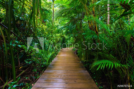 Bild på Wooden pathway in deep green mangrove forest